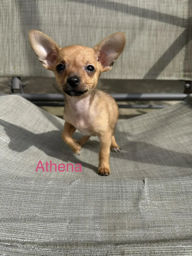 Athena