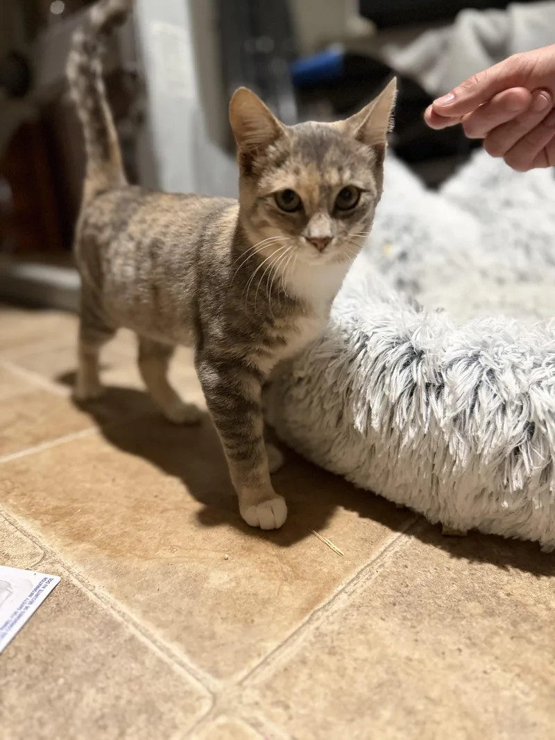 A young medium-sized female Dilute Tortoiseshell American Shorthair cat named Addie for adoption in Fruit Heights, UT