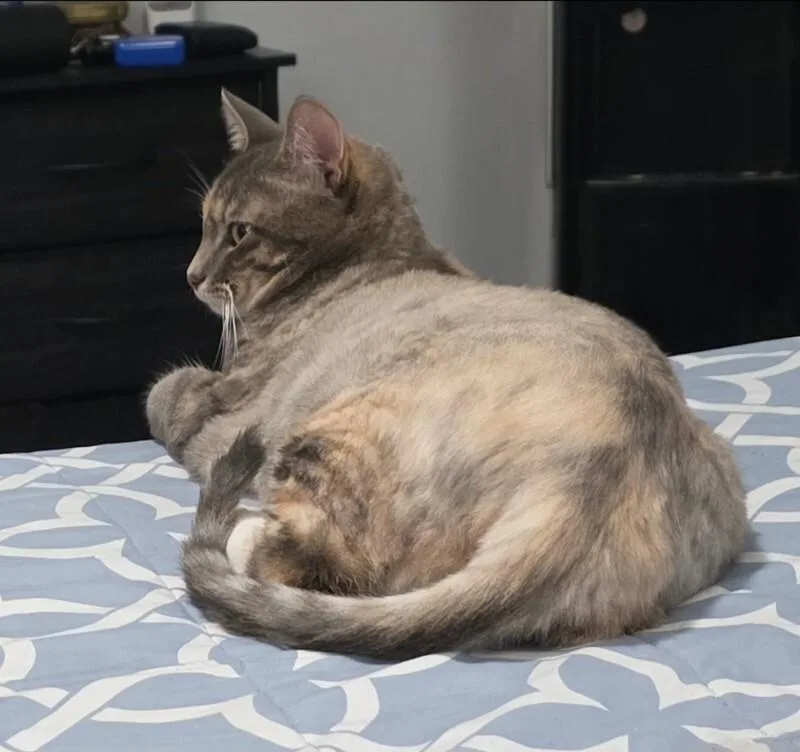 Addie thumbnail 3