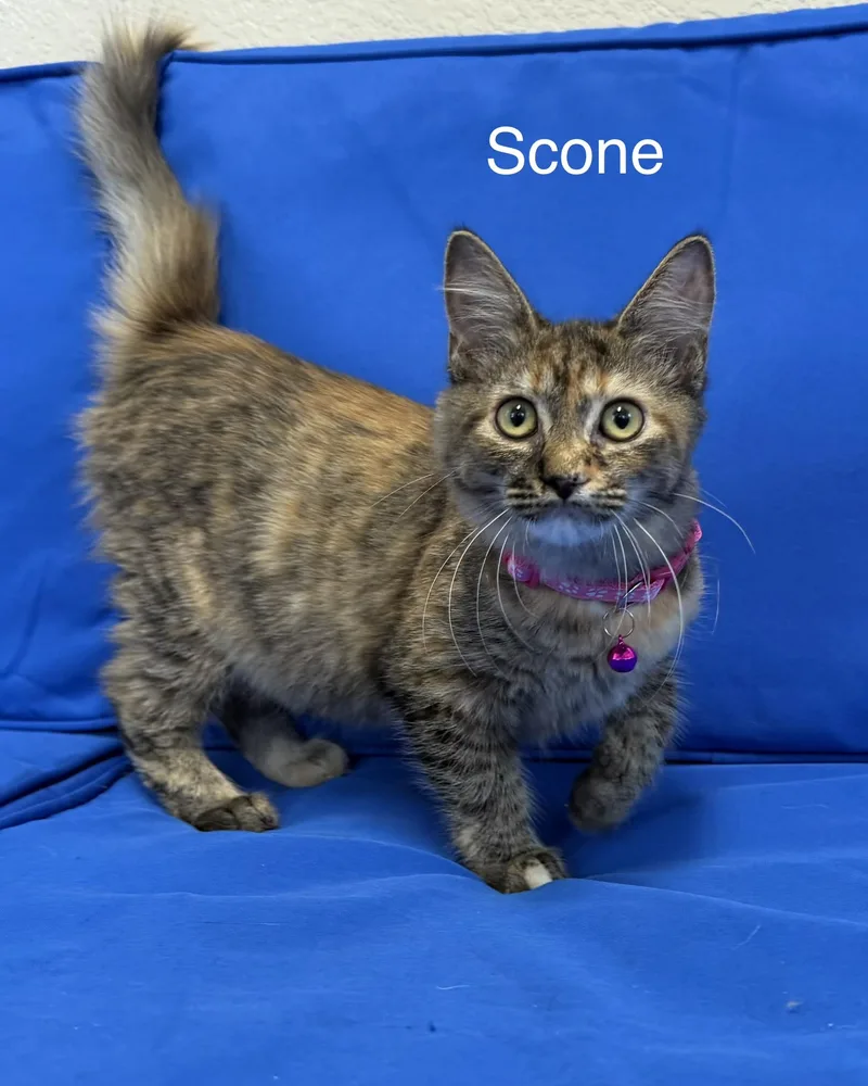 A baby small-sized female Tortoiseshell Domestic Medium Hair cat named Scone for adoption in Plant City, FL