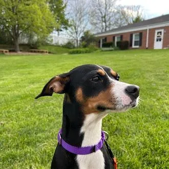 A young large-sized male Black Jack Russell Terrier dog named Jasper for adoption in South Elgin, IL