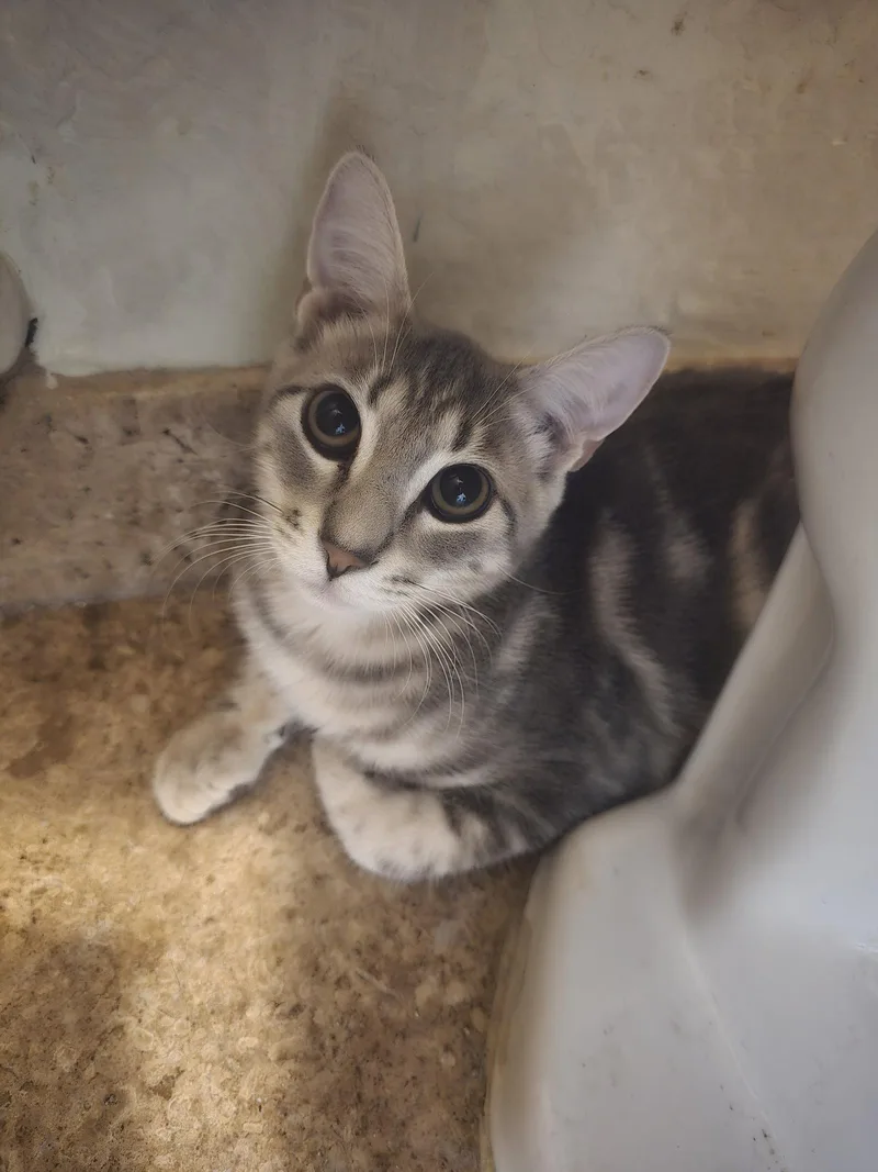 A young medium-sized male Domestic Short Hair cat named Bonny for adoption in Glendale, AZ