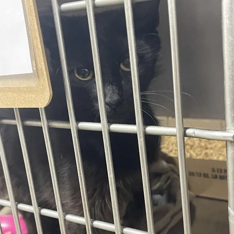 A young small-sized female Black Domestic Short Hair cat named Morticia for adoption in Donalsonville, GA
