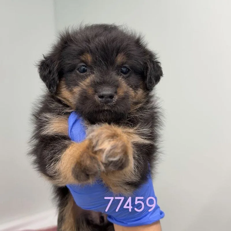 A baby small-sized female Schnauzer dog named Raspberry for adoption in Chico, CA