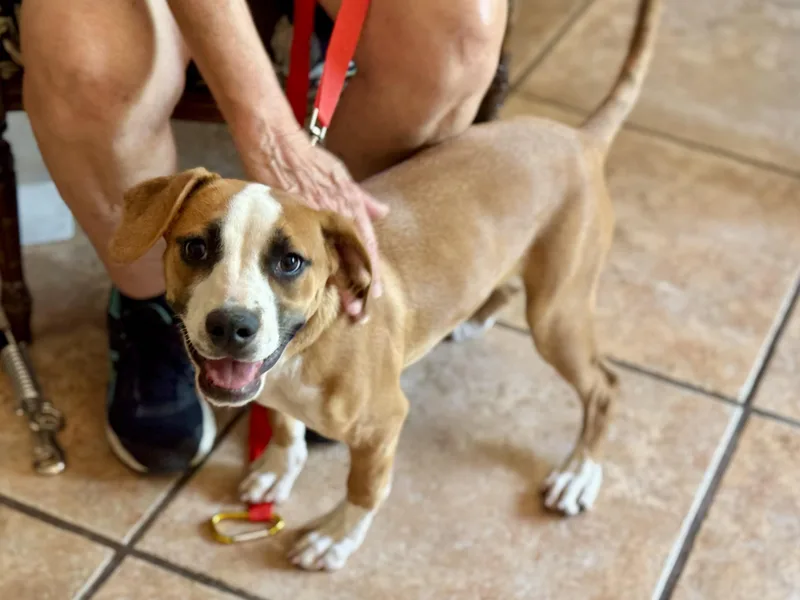 Sage thumbnail 2