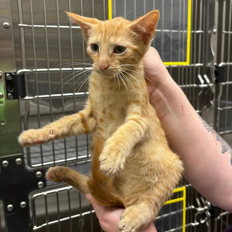 A baby small-sized male Orange / Red Domestic Short Hair cat named Doc for adoption in Morganton, NC