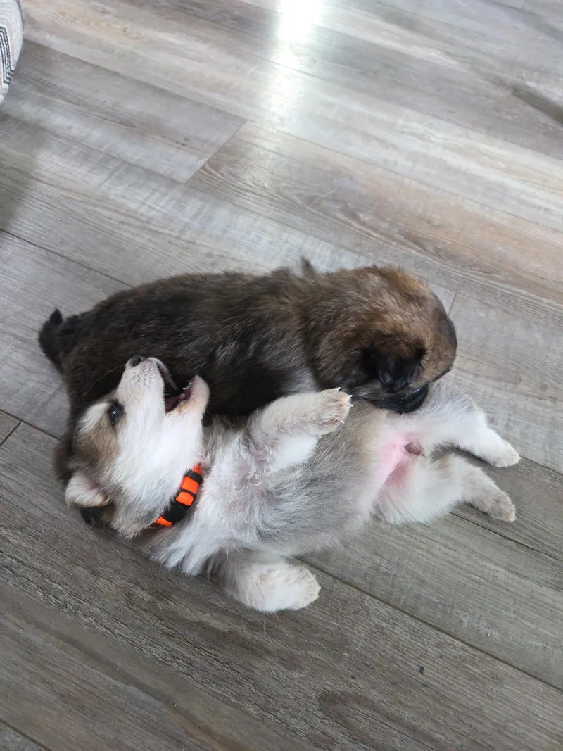 A baby medium-sized male White / Cream Husky dog named Donald  Shepsky for adoption in Studio City, CA