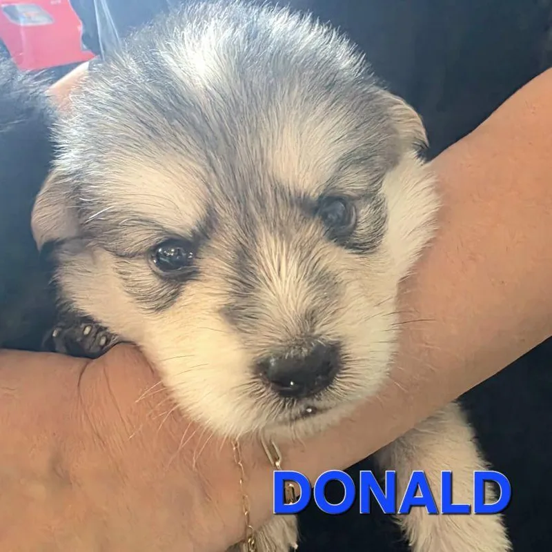 Donald  Shepsky thumbnail 6