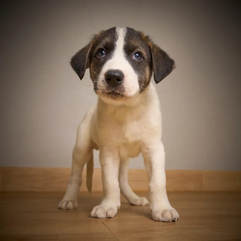 Chance D thumbnail 2