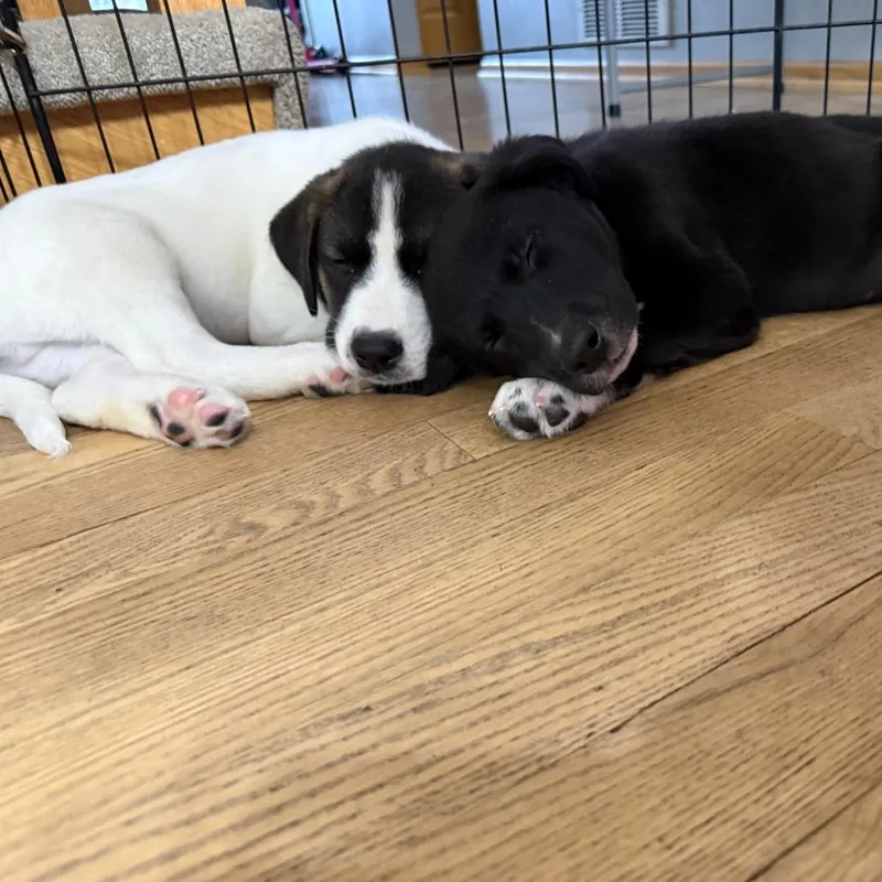 Chance D thumbnail 4