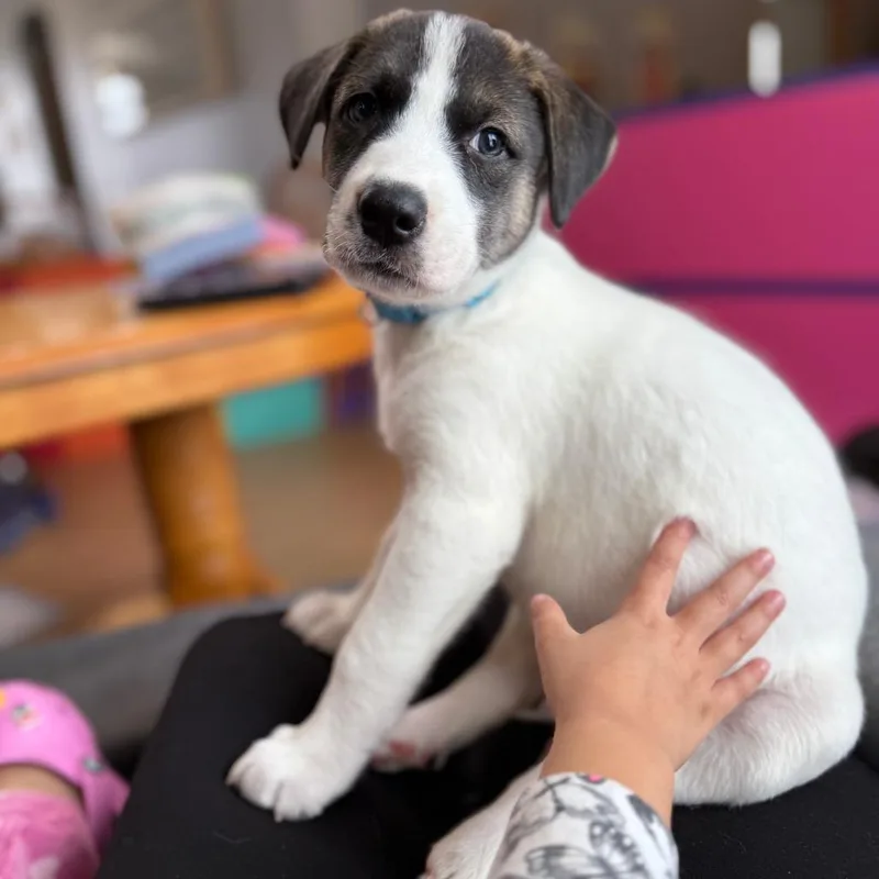 Chance D thumbnail 6