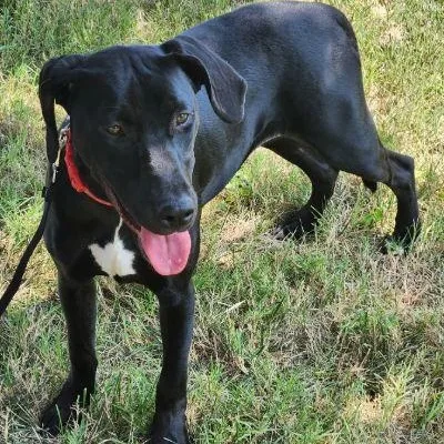 A young large-sized female Black Doberman Pinscher dog named Apple for adoption in Kansas City, MO