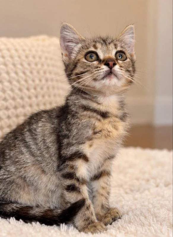 A young medium-sized female Tabby cat named Trudy for adoption in Knoxville, TN
