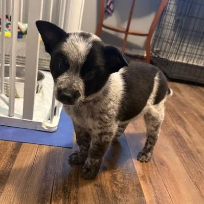 A baby medium-sized male Gray / Blue / Silver Australian Cattle Dog / Blue Heeler dog named Woody for adoption in Normal, IL