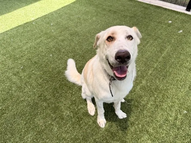 A young large-sized male Mixed Breed dog named Cuper Solis for adoption in Garland, TX