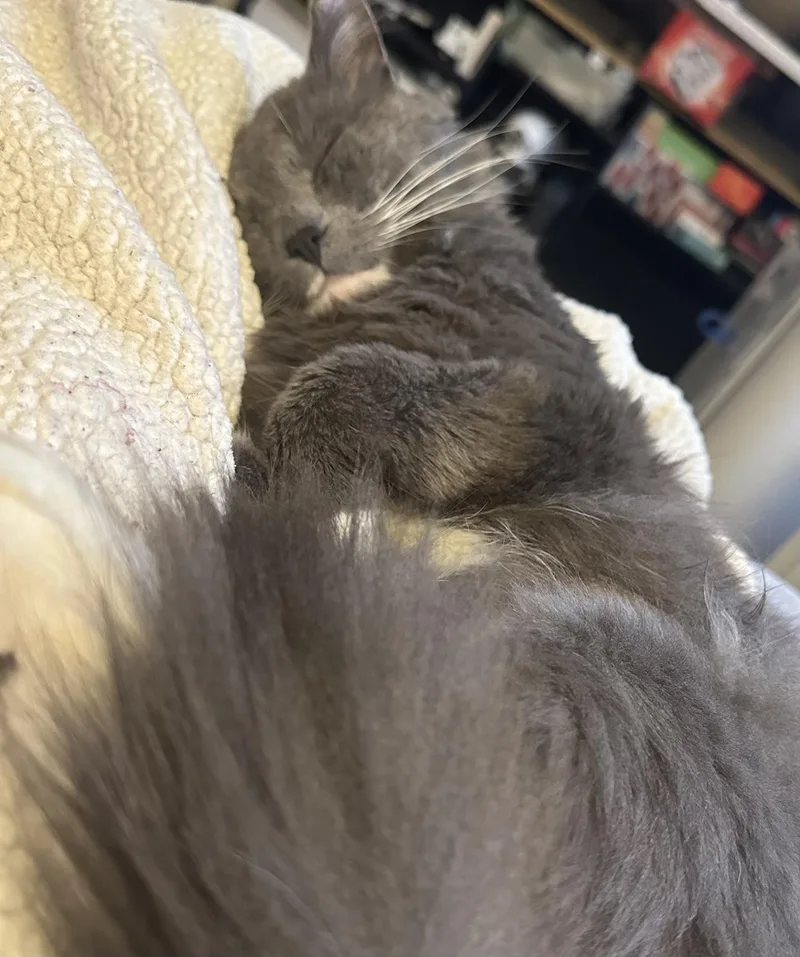 An adult medium-sized male Gray & White Domestic Medium Hair cat named King Leopold for adoption in Philadelphia, PA