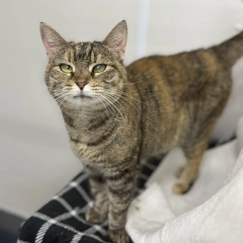 An adult medium-sized female Brown / Chocolate Domestic Short Hair cat named Precious for adoption in Fairfax Station, VA