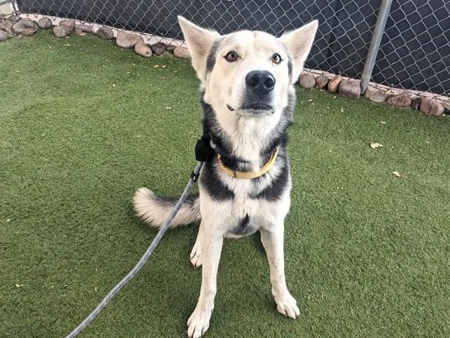 An adult large-sized male Husky dog named Yukon for adoption in Phoenix, AZ