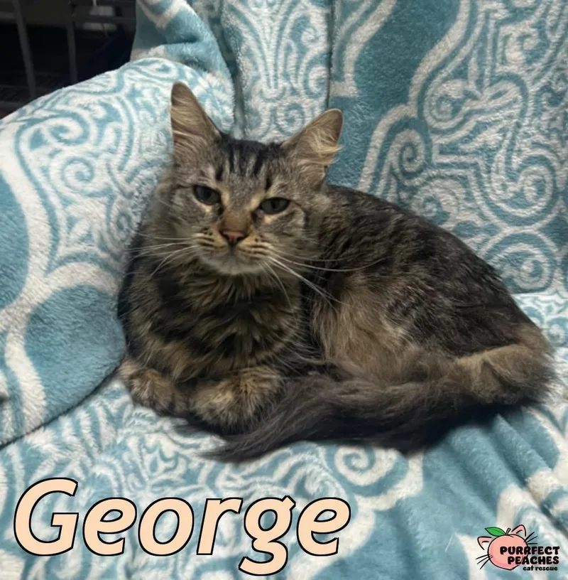 An adult medium-sized male Maine Coon cat named George for adoption in Douglasville, GA