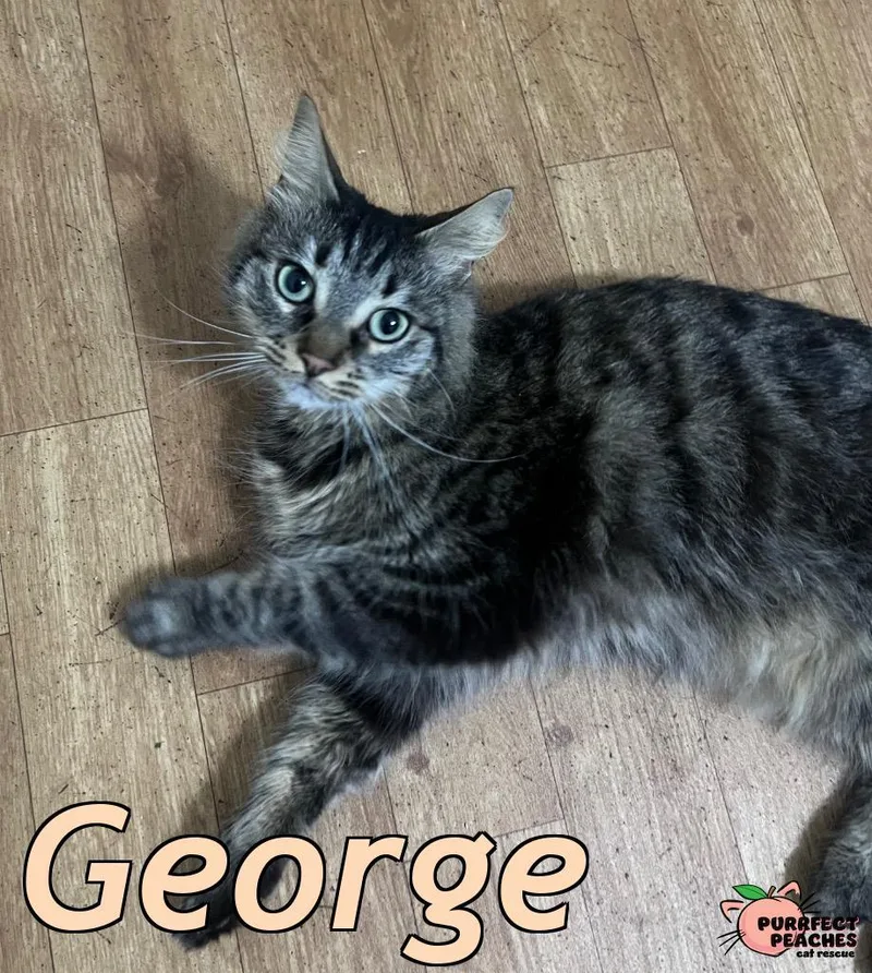 George thumbnail 4