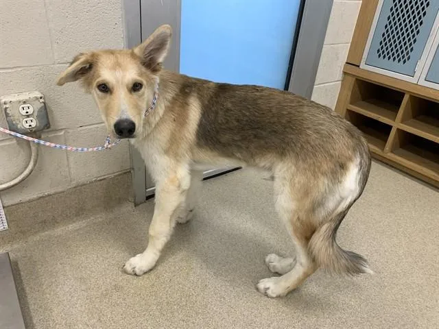 A young large-sized male Siberian Husky dog named Eugene for adoption in Grand Prairie, TX