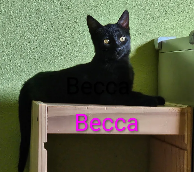 A baby small-sized female Black Domestic Short Hair cat named Becca North Conroe for adoption in Spring, TX