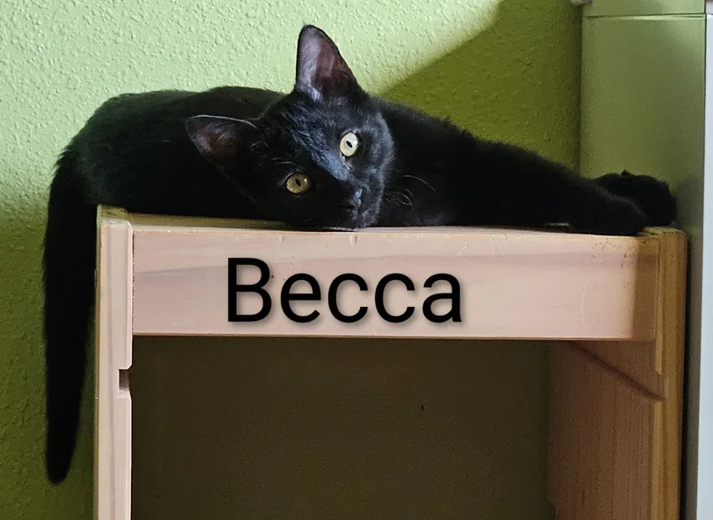 Becca  North Conroe thumbnail 2