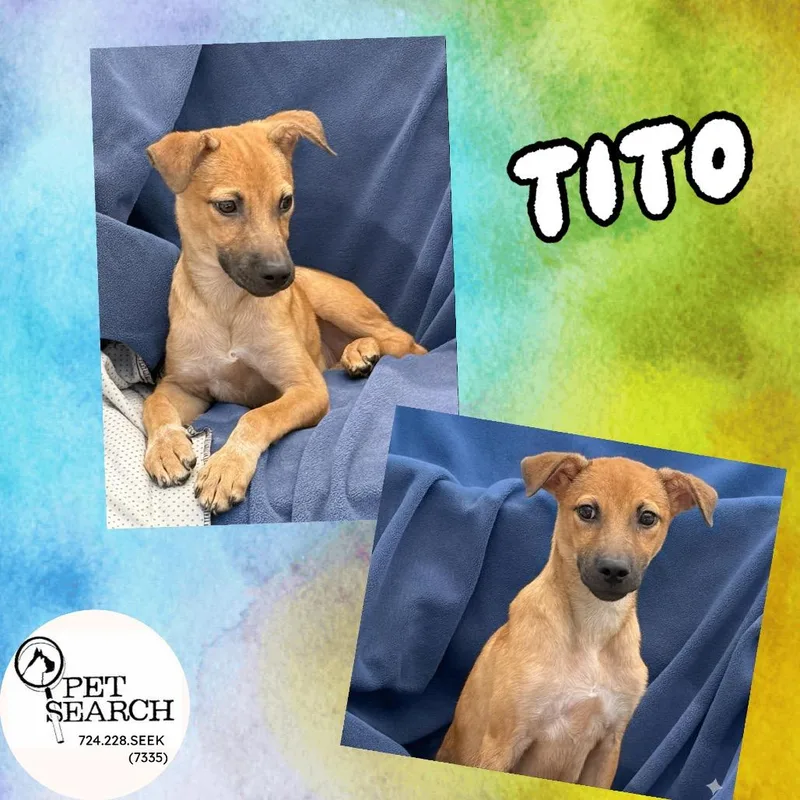 Tito