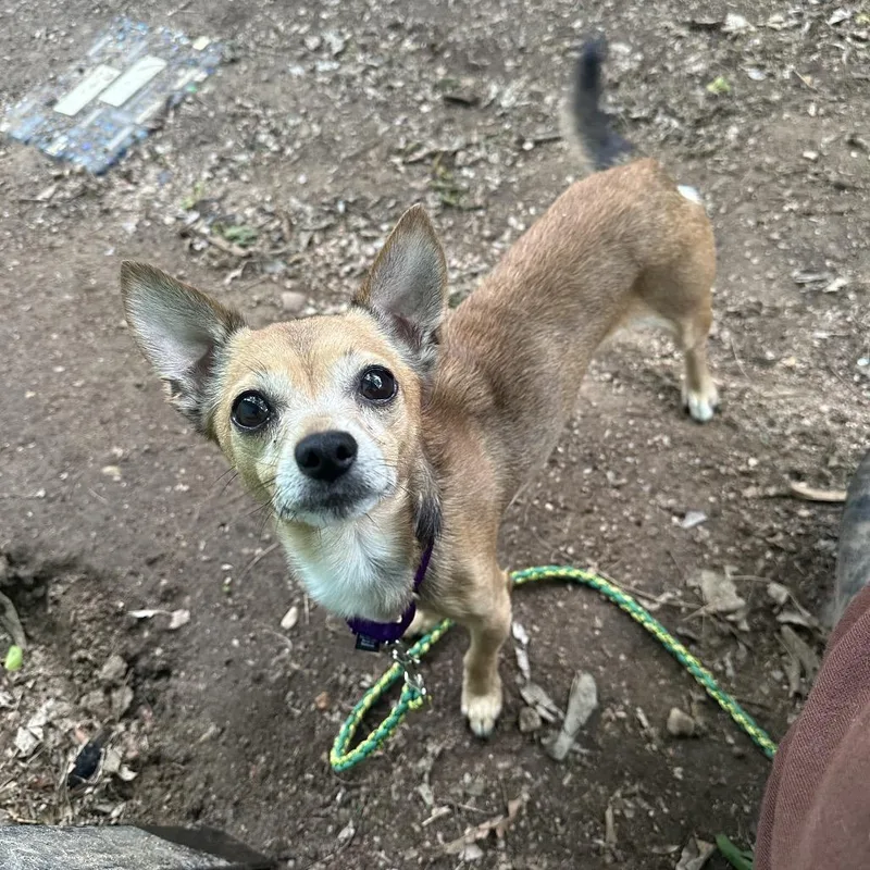 An adult small-sized male Yellow / Tan / Blond / Fawn Chihuahua dog named Bam Bam for adoption in Austin, TX