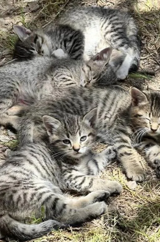 A baby medium-sized male Tabby cat named Ben for adoption in San Diego, CA