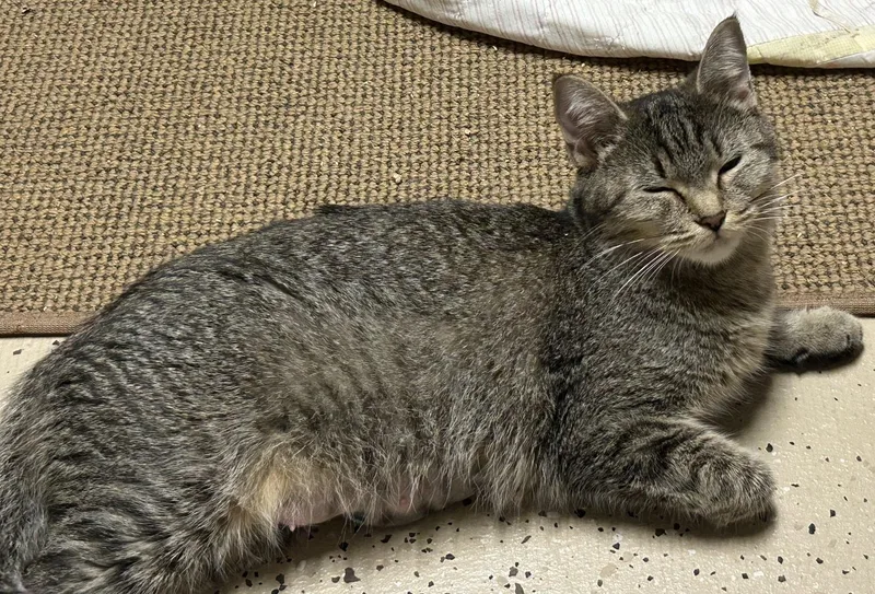 An adult large-sized female Tabby (Brown / Chocolate) Domestic Short Hair cat named Xanthe for adoption in Middletown, CT