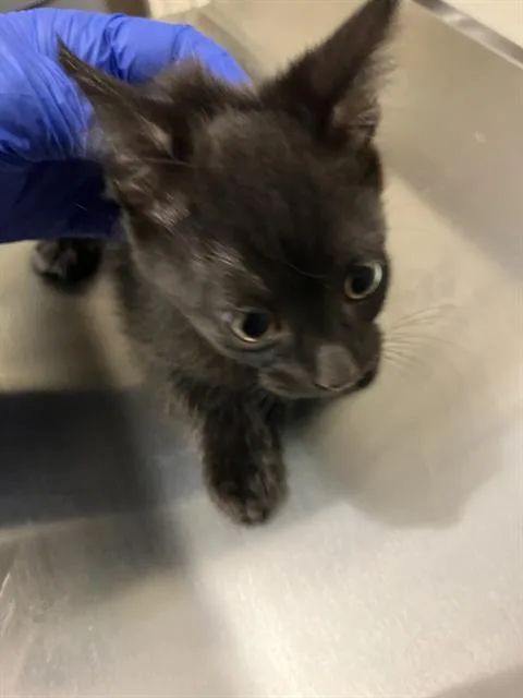 A baby small-sized female Domestic Short Hair cat named Rosemary for adoption in Long Beach, CA