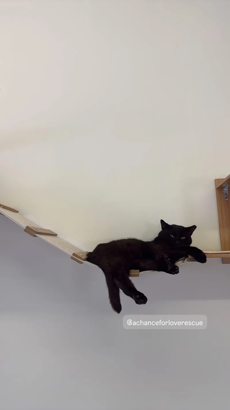 A young medium-sized male Black Domestic Short Hair cat named Poe for adoption in Branford, CT