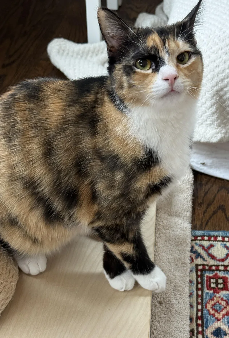 Clair De Lune & thumbnail 3