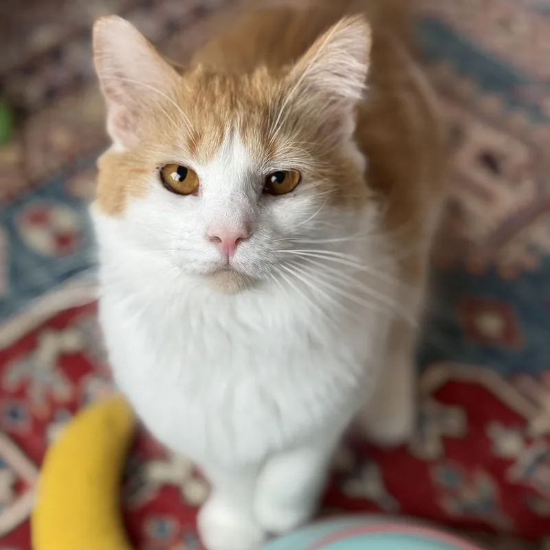 Clair De Lune & thumbnail 4