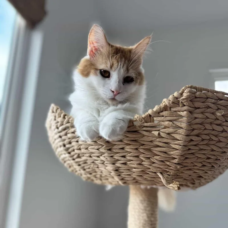 Clair De Lune & thumbnail 6