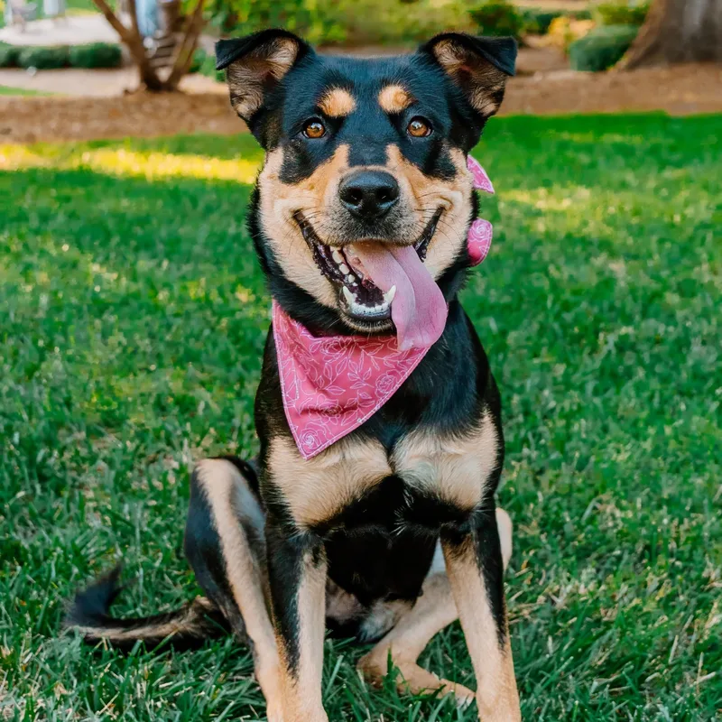 A young large-sized female Black German Shepherd Dog dog named Kova for adoption in Rock Hill, SC