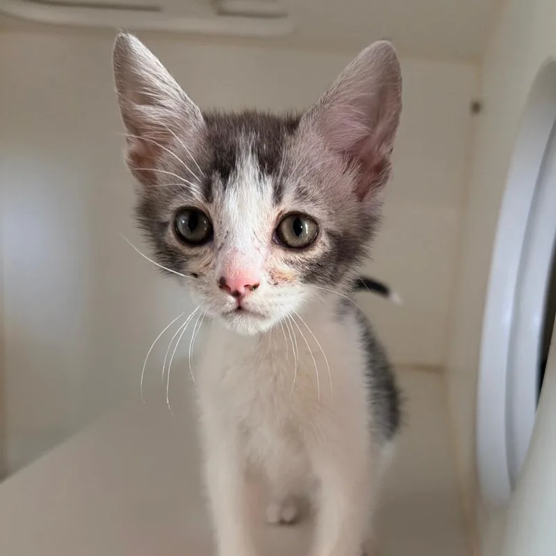 A baby small-sized male Gray / Blue / Silver Domestic Short Hair cat named Yakitori for adoption in Kyle, TX
