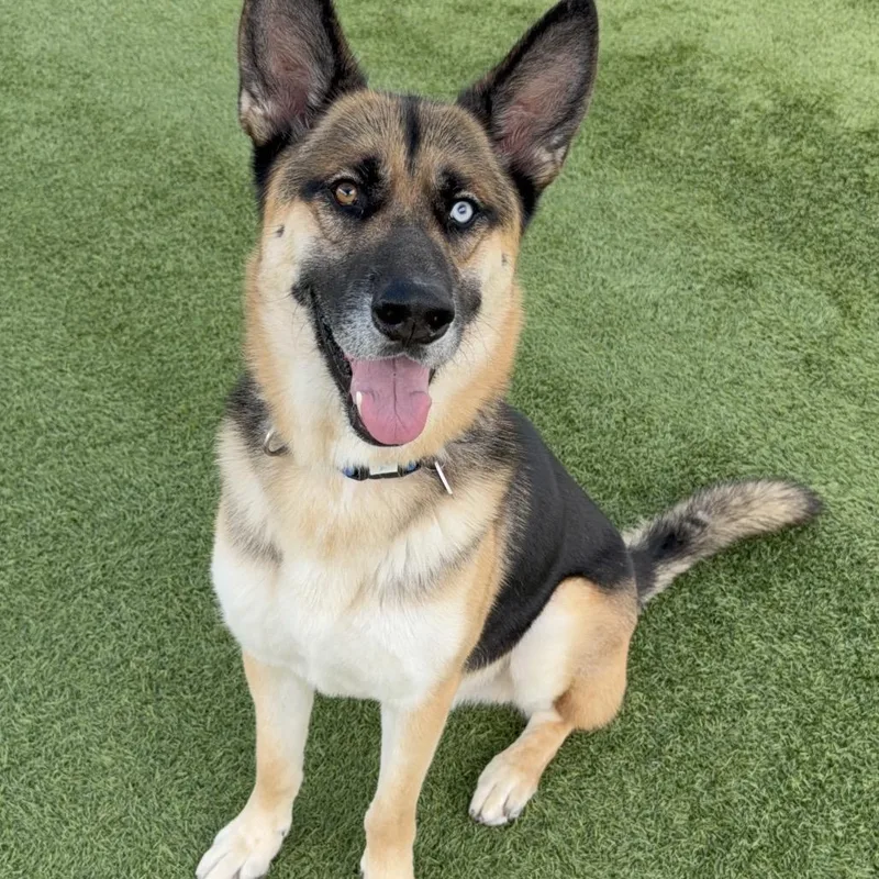 Courage A thumbnail 3