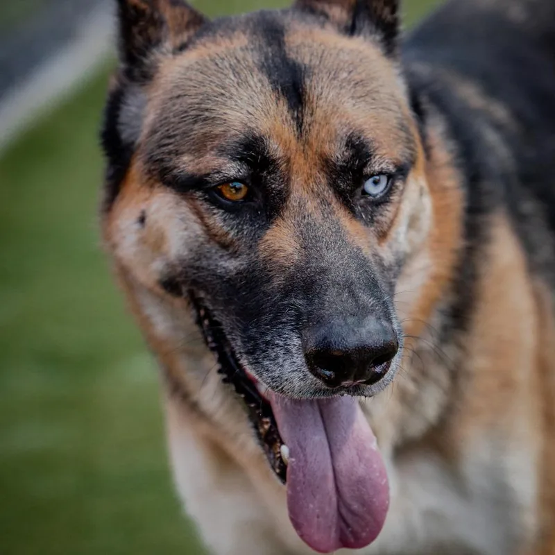 Courage A thumbnail 4