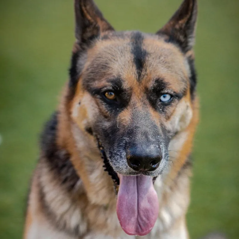 Courage A thumbnail 5