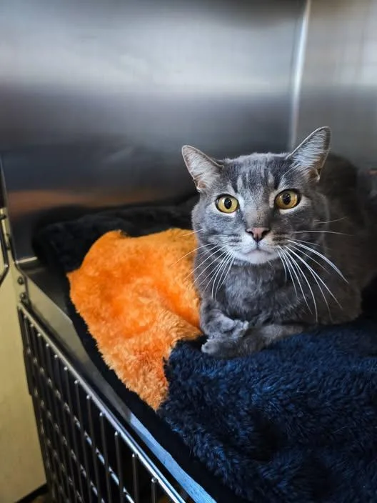 A senior medium-sized male Domestic Short Hair cat named Scooter for adoption in Prineville, OR