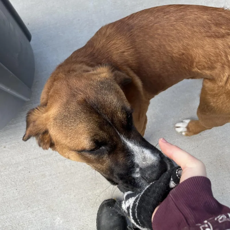 An adult medium-sized male Labrador Retriever dog named Kendrick for adoption in Parrish, AL