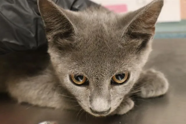 A baby small-sized male Domestic Short Hair cat named Julian for adoption in Columbia, SC