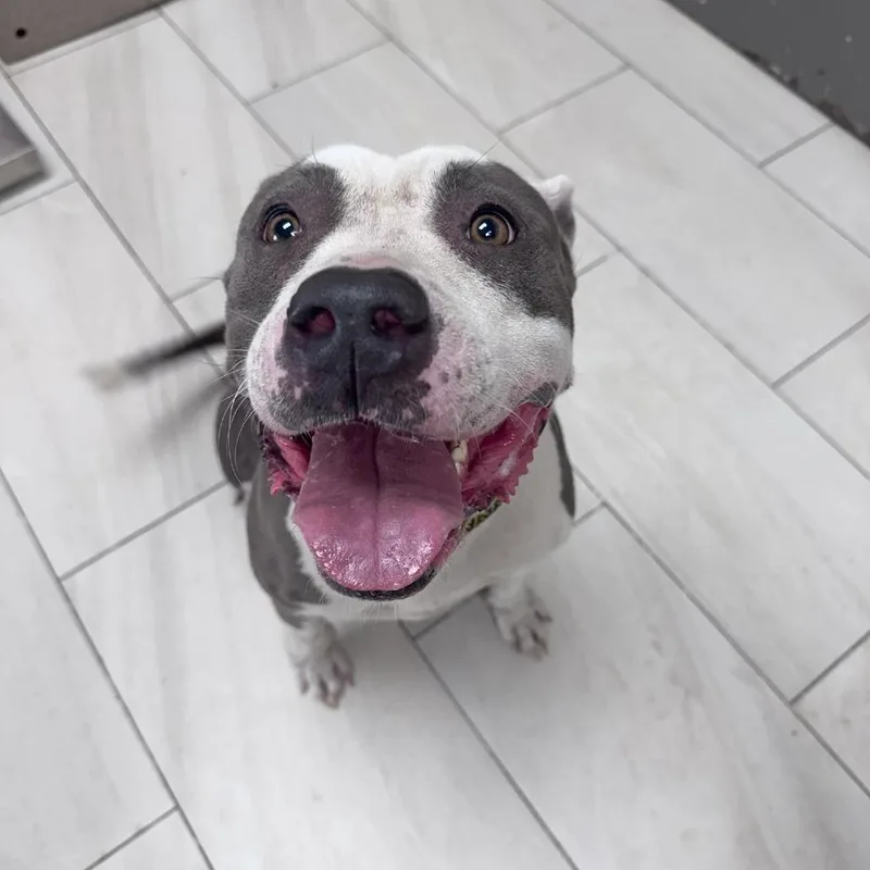 An adult large-sized female Gray / Blue / Silver Pit Bull Terrier dog named Hummus for adoption in Lufkin, TX