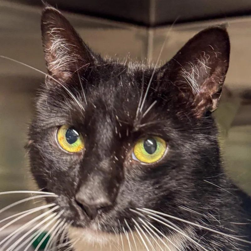 A senior extra large-sized male Black Domestic Short Hair cat named Eddie for adoption in Kennebunk, ME