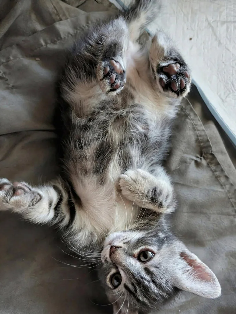 A baby medium-sized female Gray / Blue / Silver Domestic Short Hair cat named Scorch for adoption in Las Vegas, NV