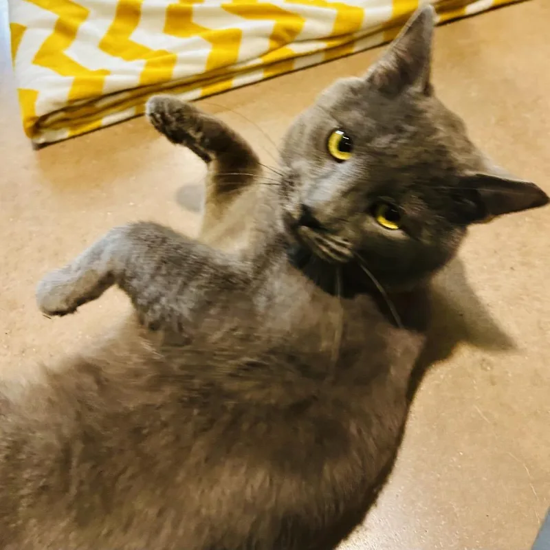 Eugene