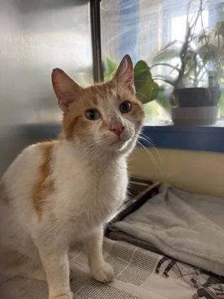 An adult medium-sized male Domestic Short Hair cat named Oscar for adoption in Lowell, MA