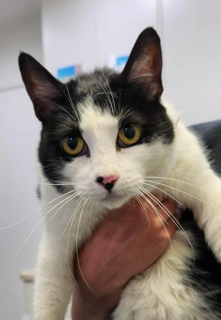 A young large-sized female Domestic Short Hair cat named Paczki for adoption in Brookings, OR